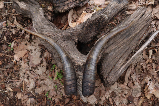 Reserved for Kaitlyn Michelle - Goat Horns - Pair