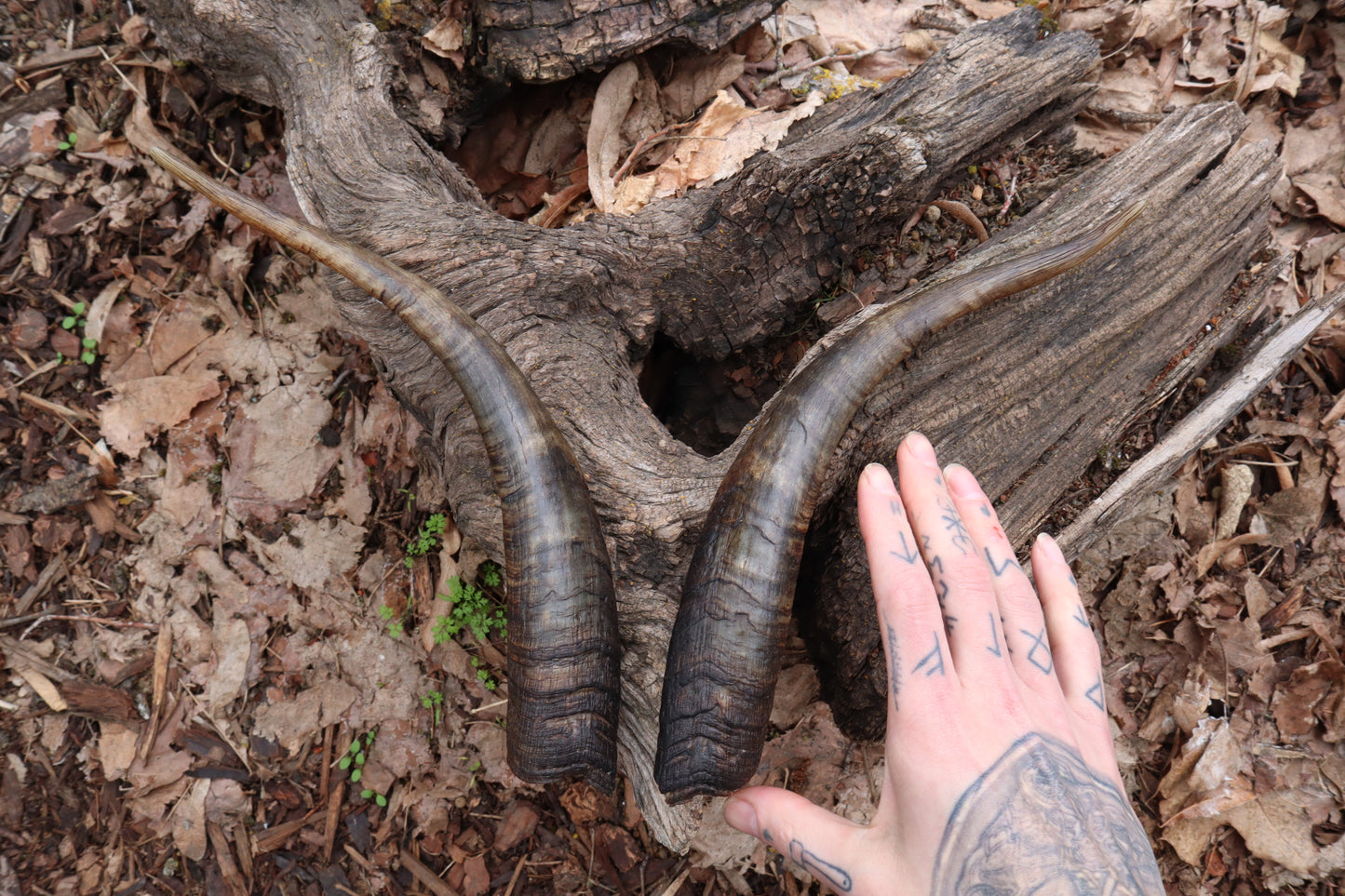 Reserved for Kaitlyn Michelle - Goat Horns - Pair