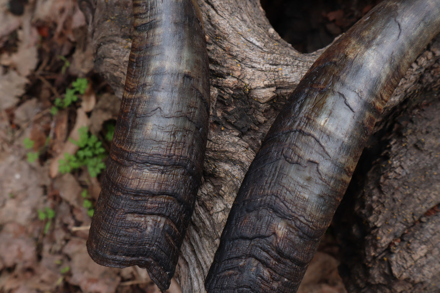 Reserved for Kaitlyn Michelle - Goat Horns - Pair