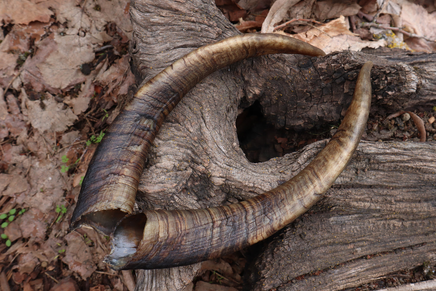 Reserved for Kaitlyn Michelle - Goat Horns - Pair