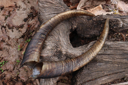 Reserved for Kaitlyn Michelle - Goat Horns - Pair