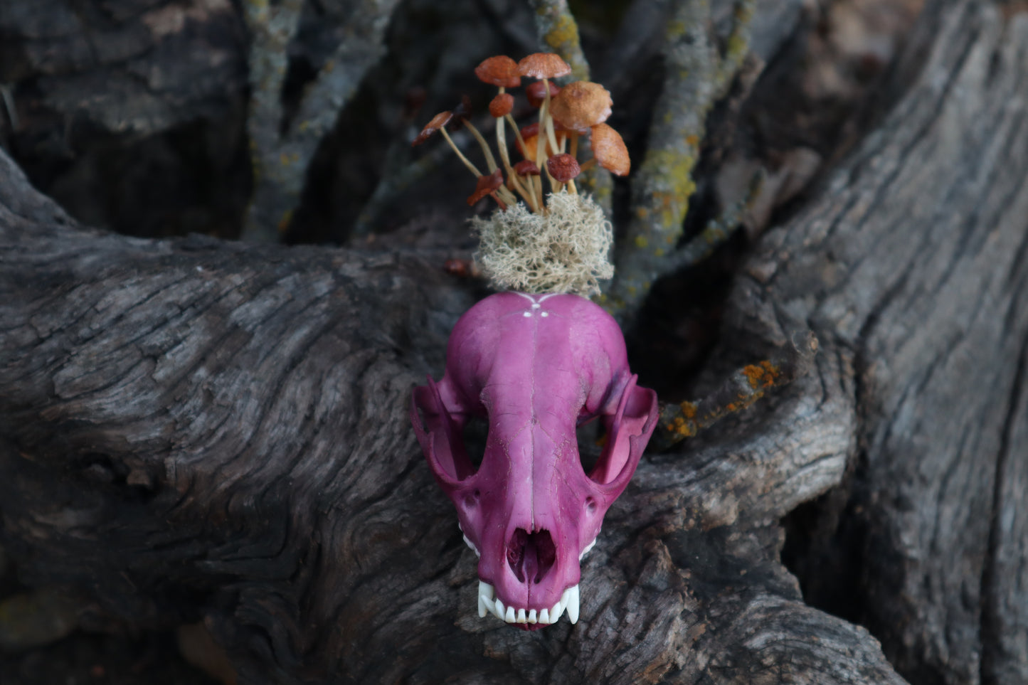 Naturally Stained Raccoon Skullpture