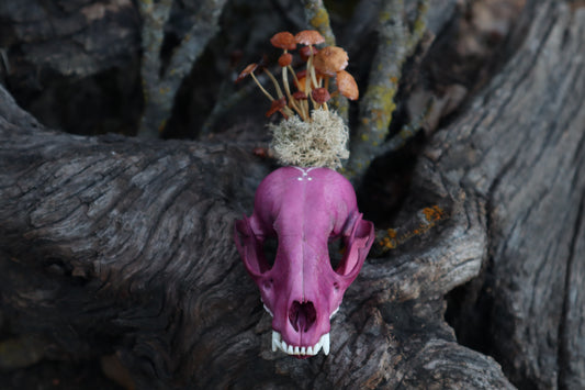 Naturally Stained Raccoon Skullpture