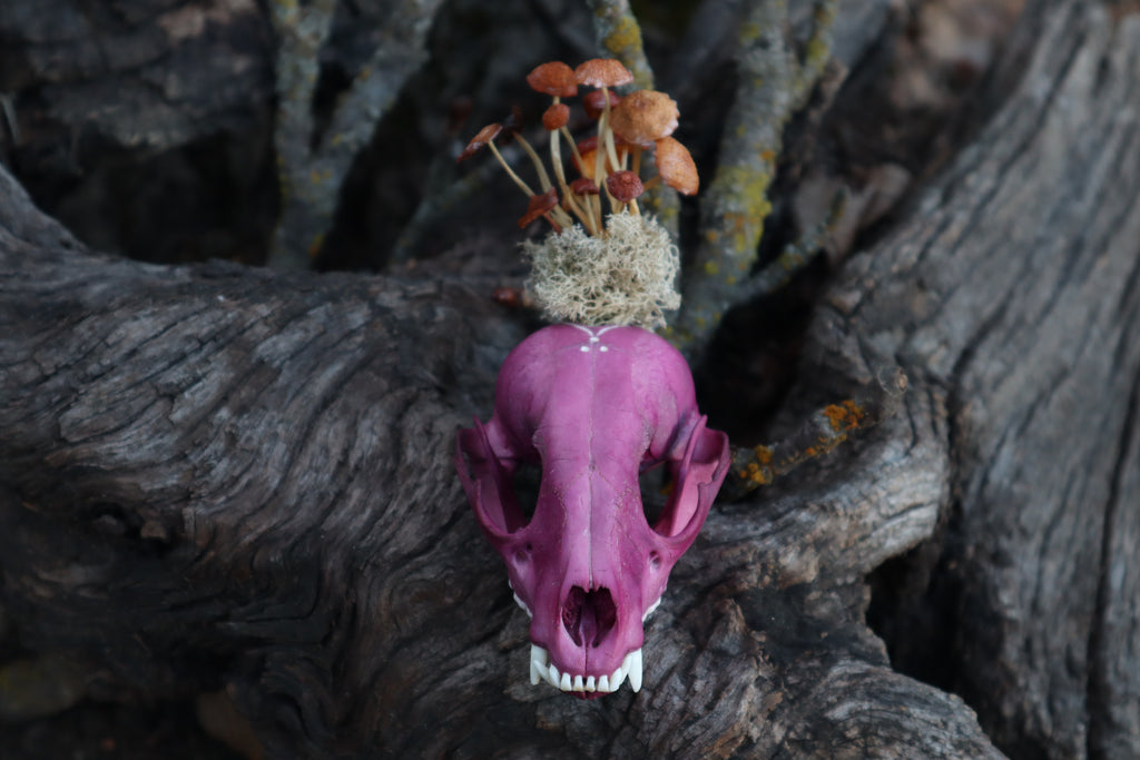 Naturally Stained Raccoon Skullpture