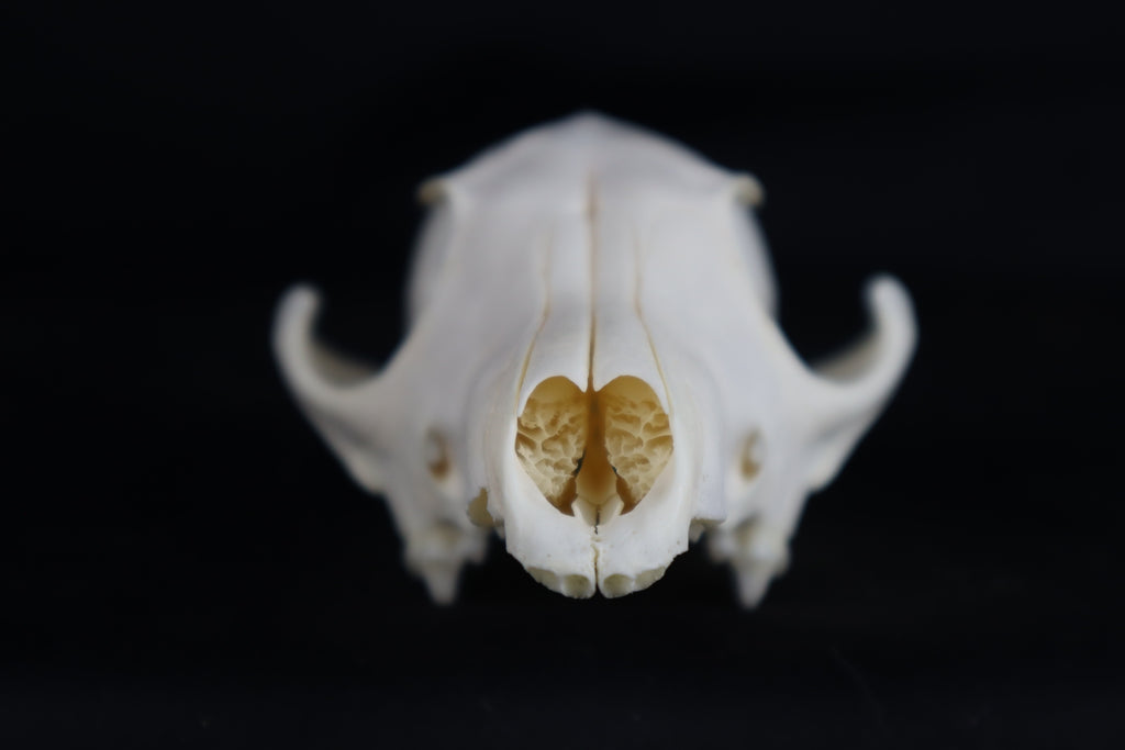 Craft Red Fox Skull