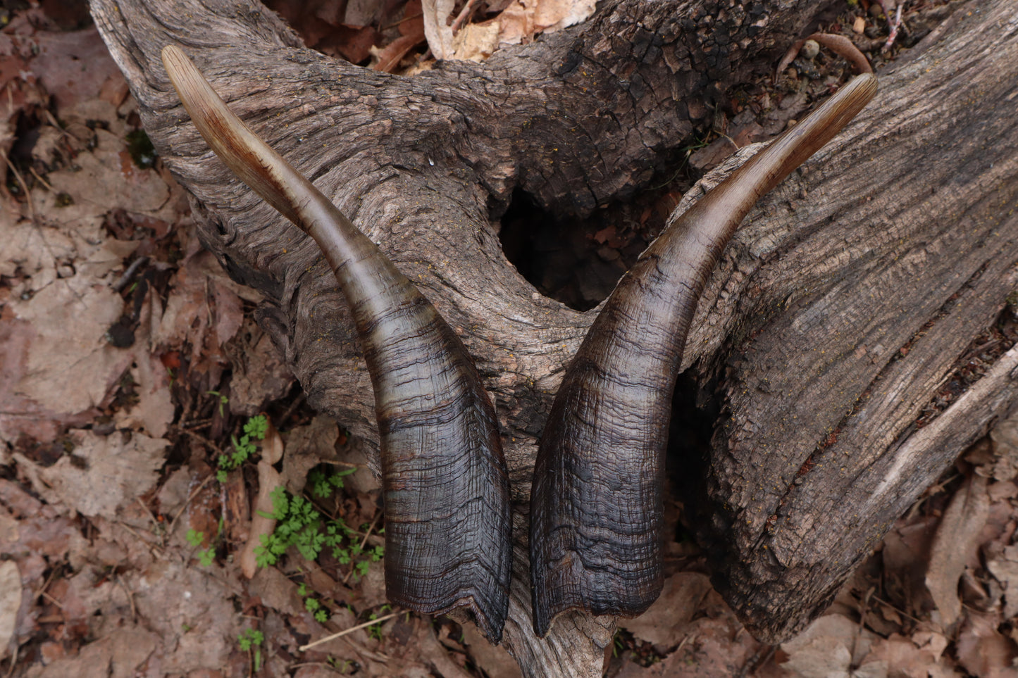 Goat Horns - Pair