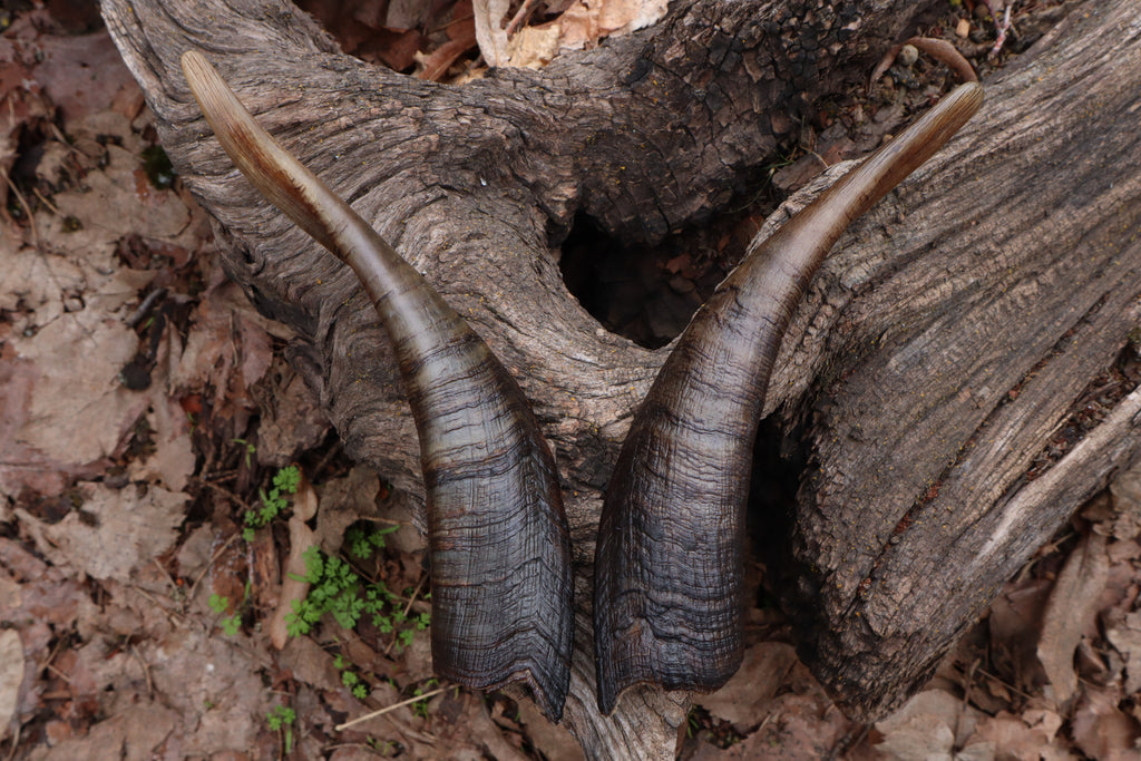 Goat Horns - Pair