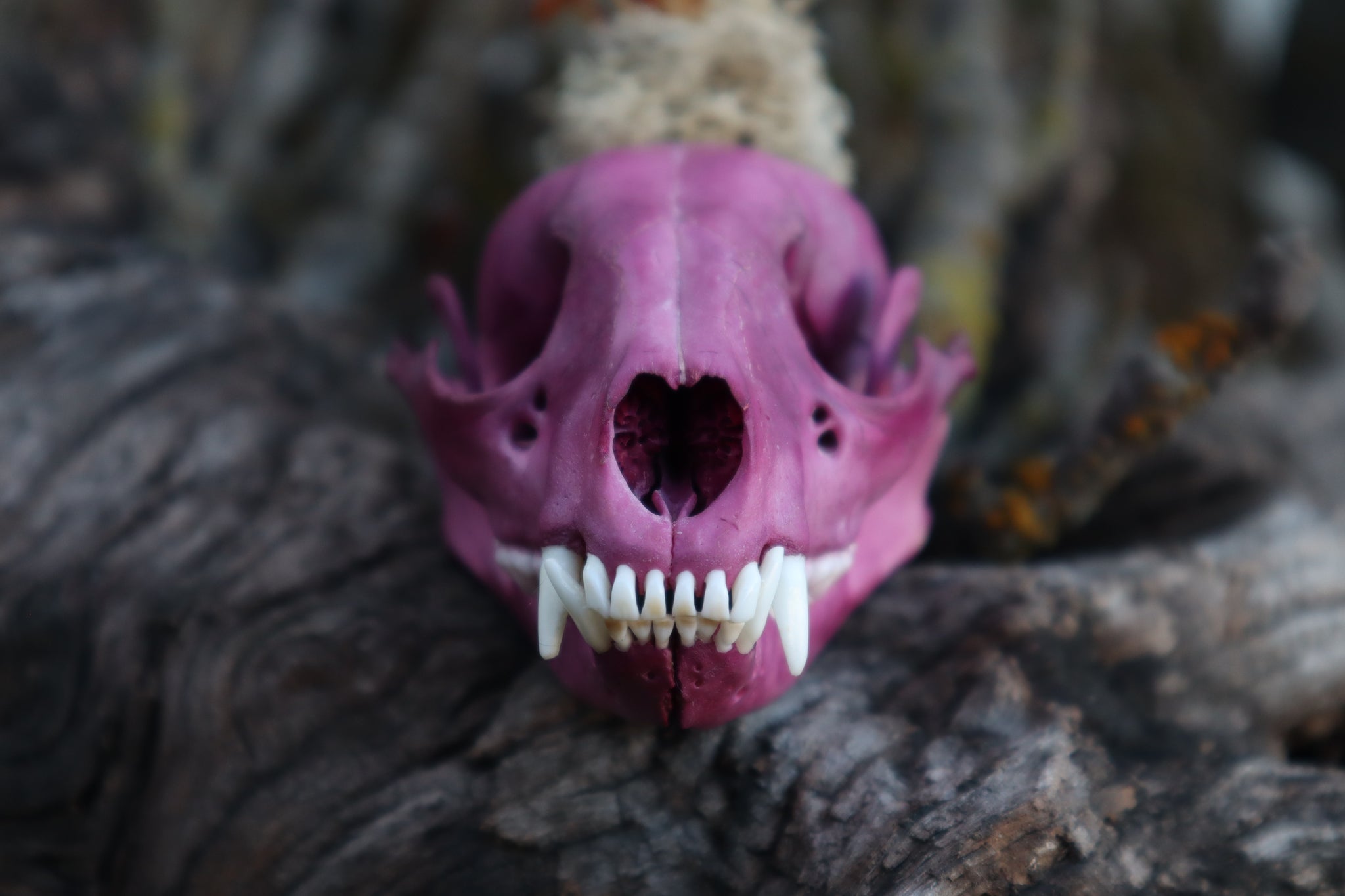 Naturally Stained Raccoon Skullpture