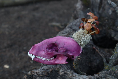 Naturally Stained Raccoon Skullpture