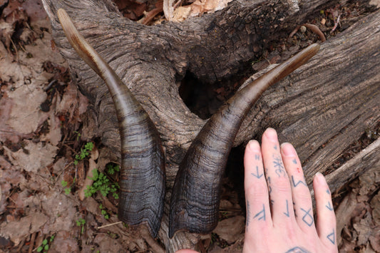 Goat Horns - Pair