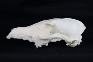 Craft Red Fox Skull