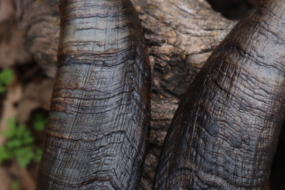 Goat Horns - Pair