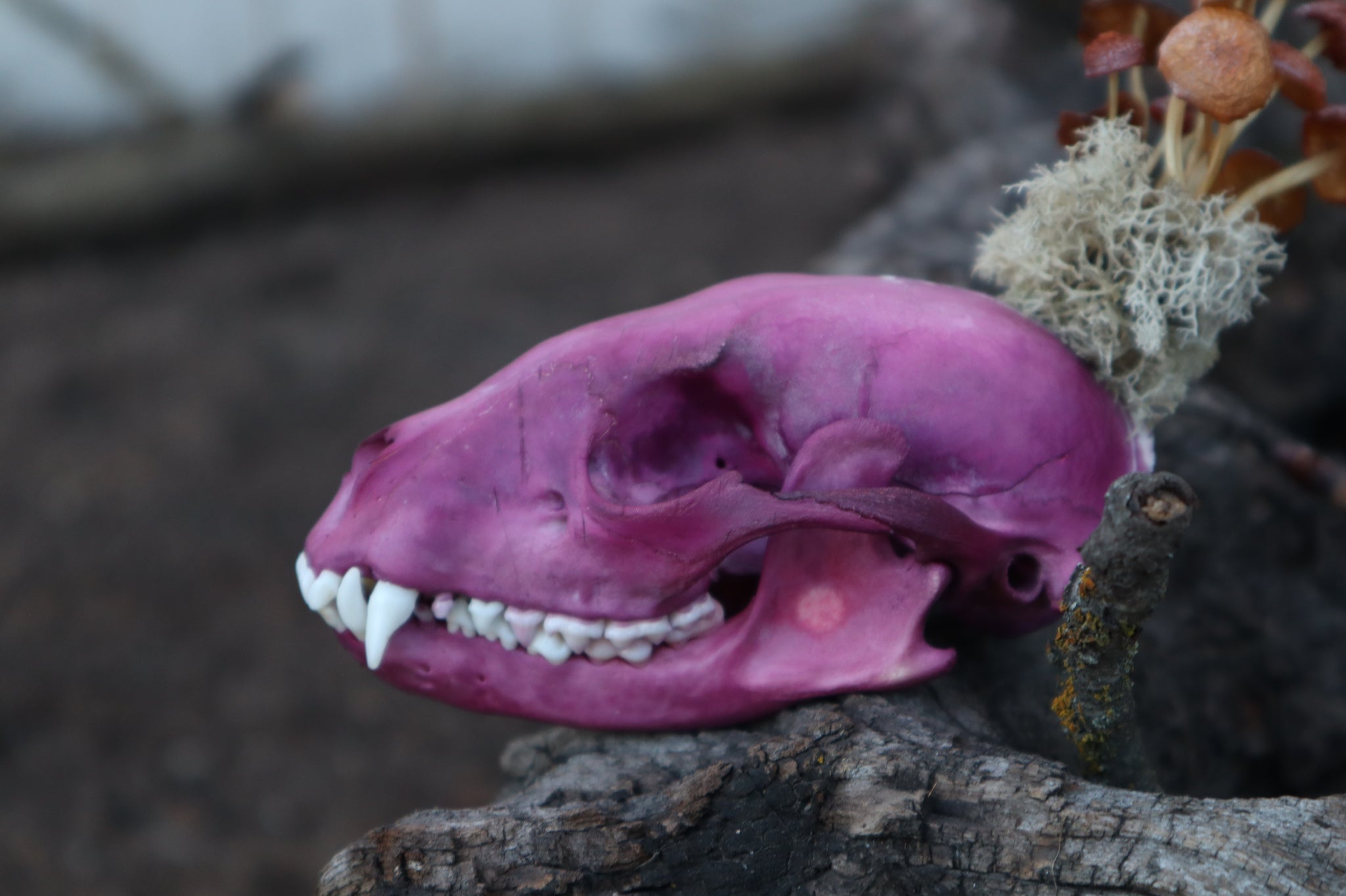 Naturally Stained Raccoon Skullpture