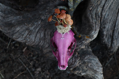 Naturally Stained Raccoon Skullpture