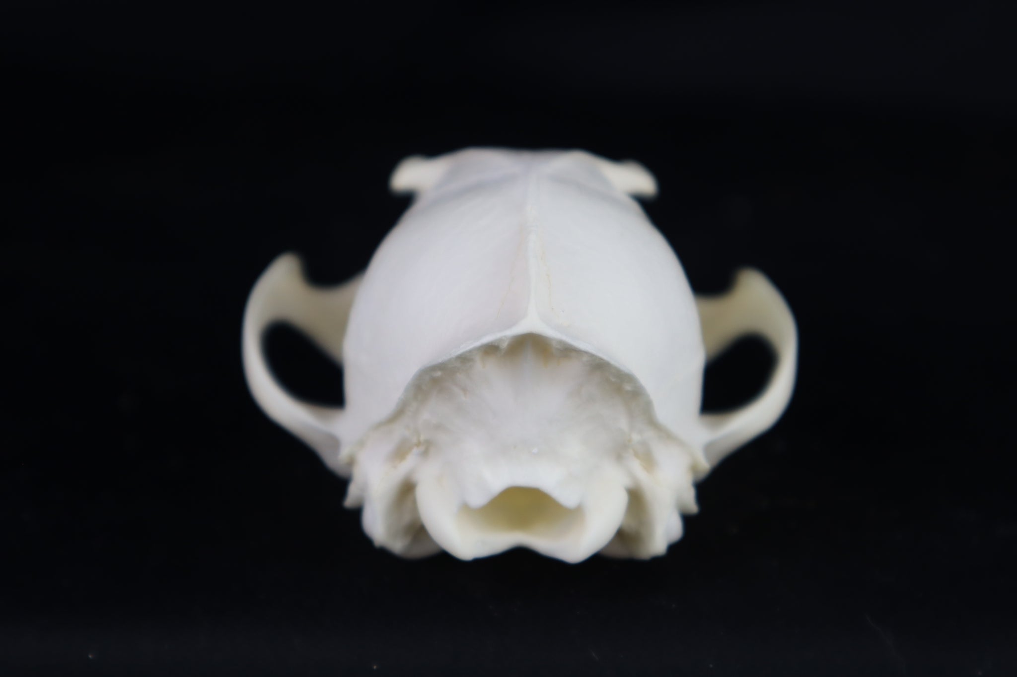 Craft Red Fox Skull