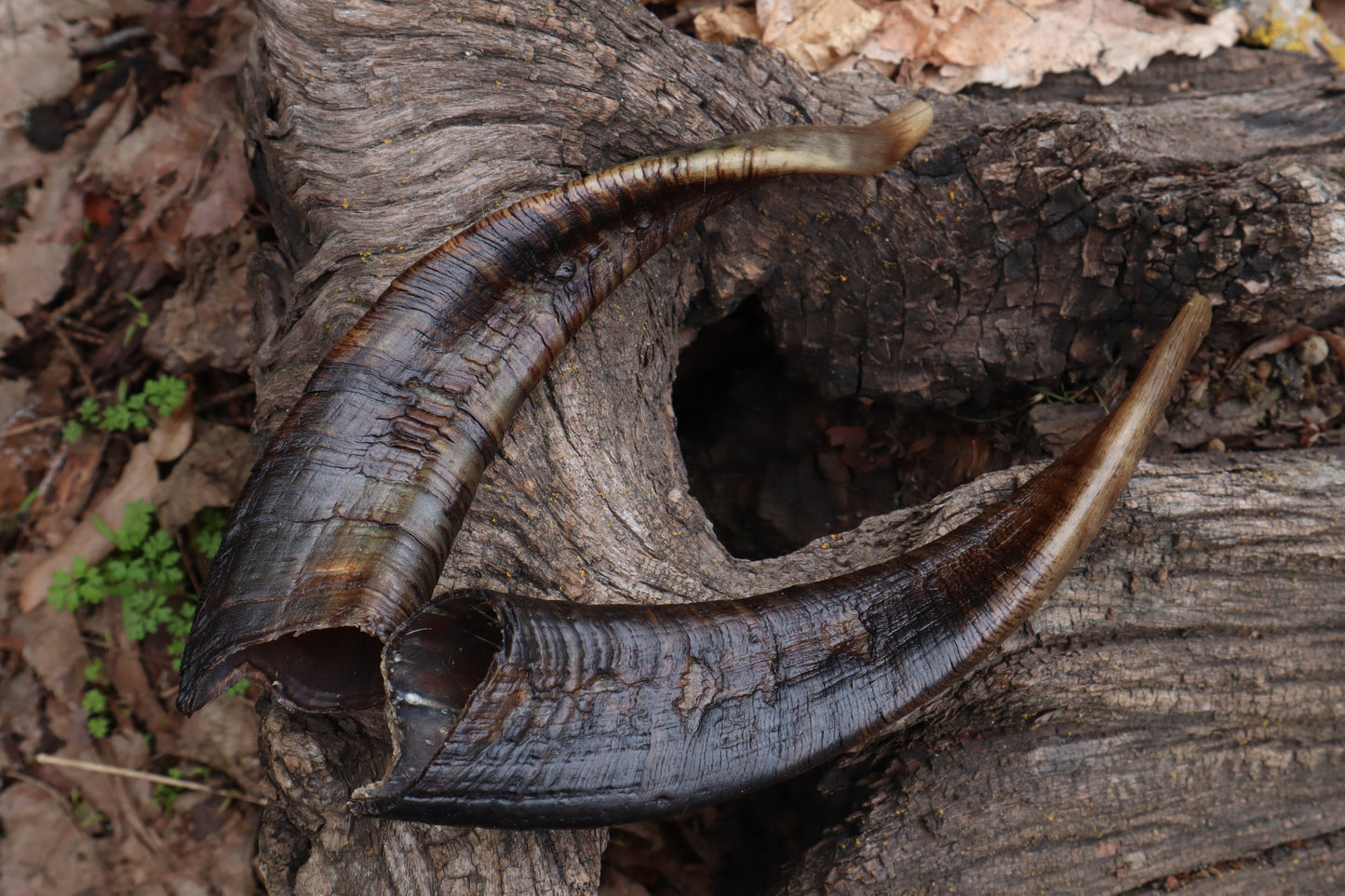 Goat Horns - Pair