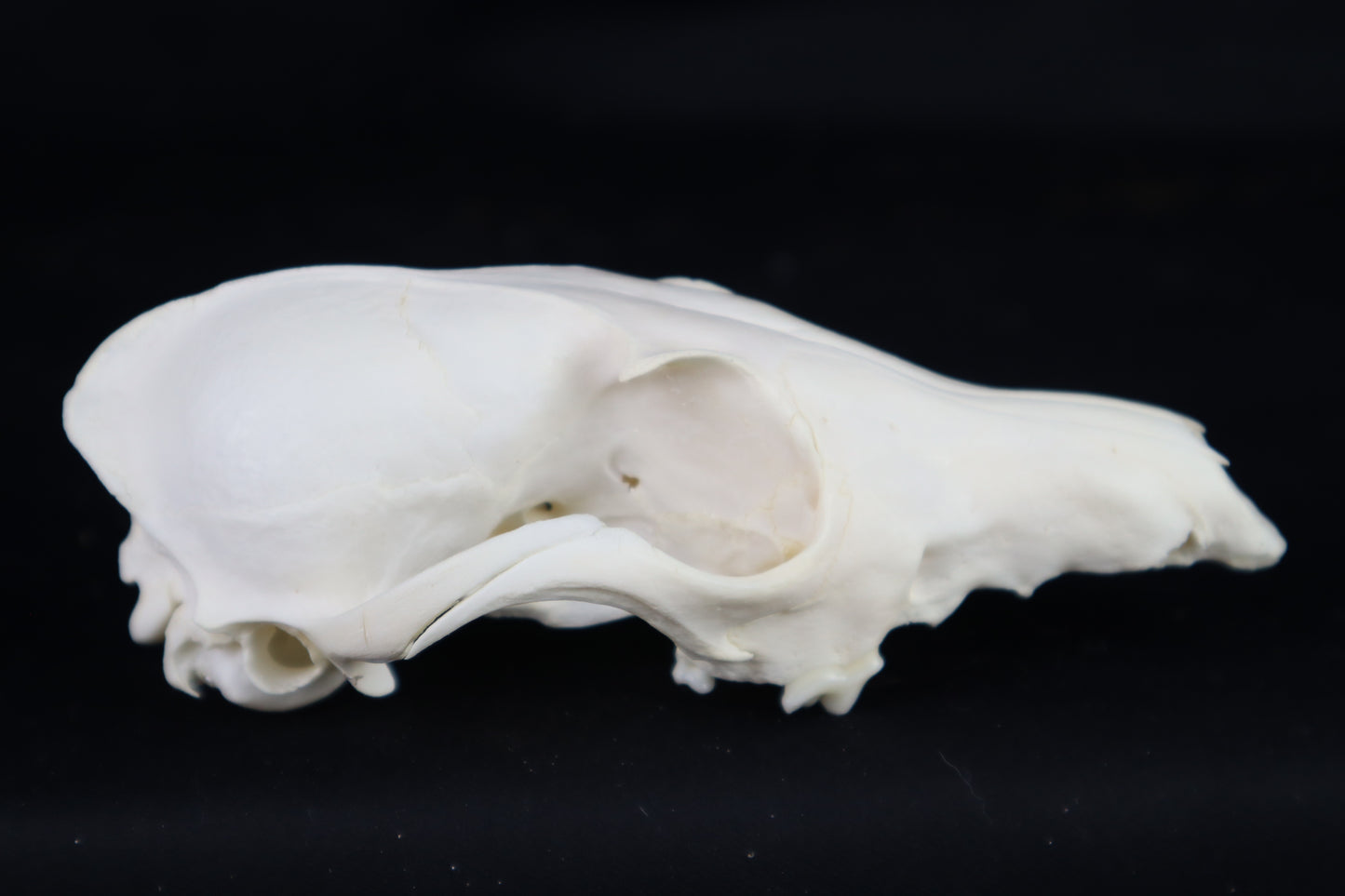 Craft Red Fox Skull