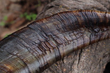 Goat Horns - Pair