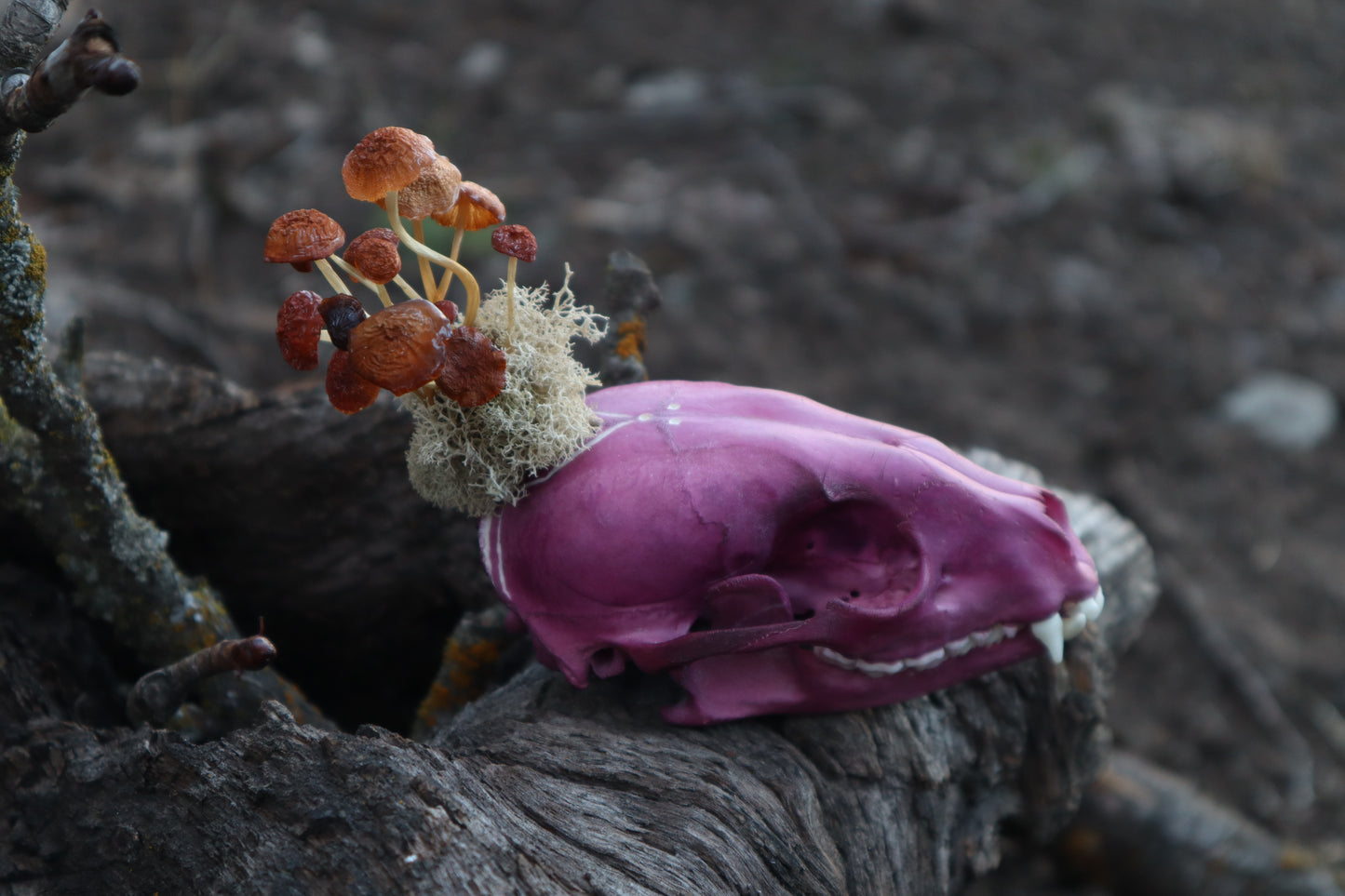 Naturally Stained Raccoon Skullpture