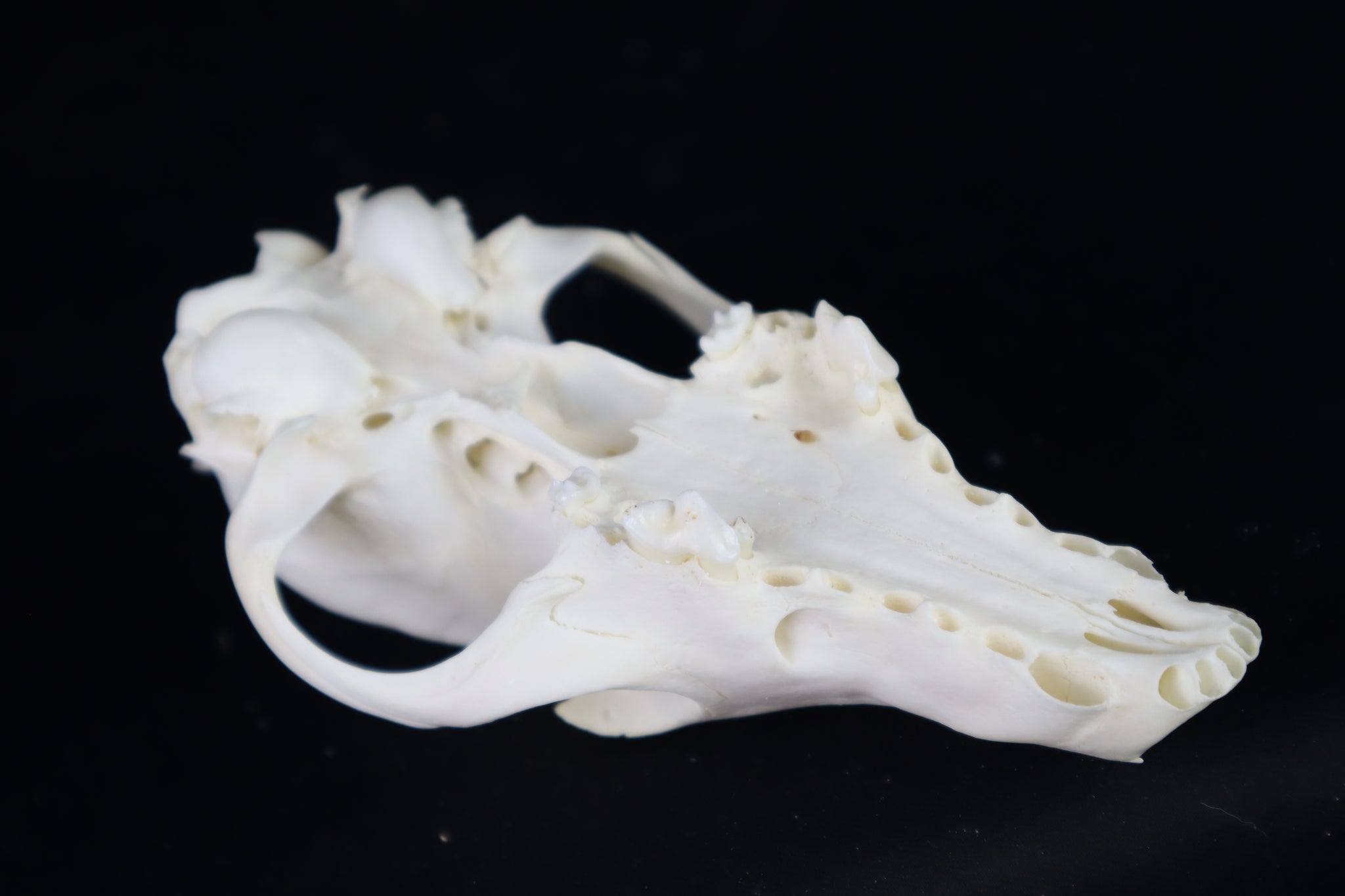 Craft Red Fox Skull