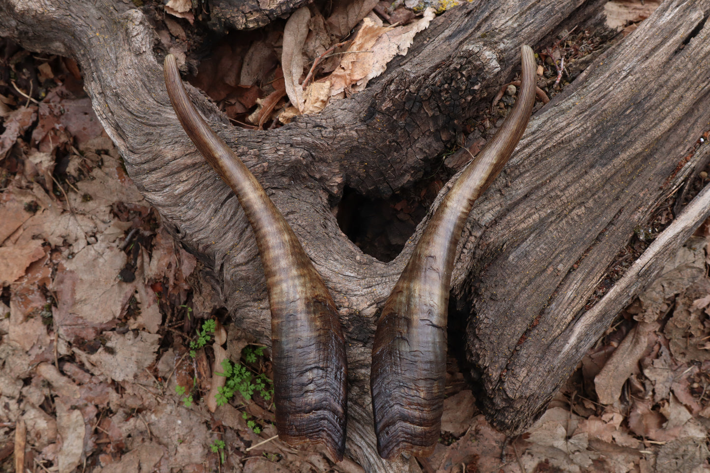 Goat Horns - Pair