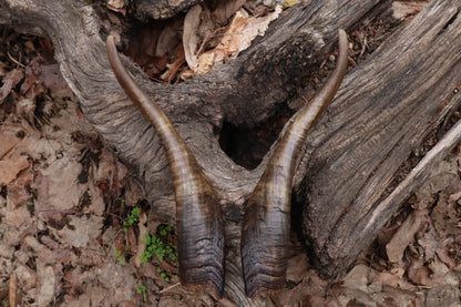 Goat Horns - Pair