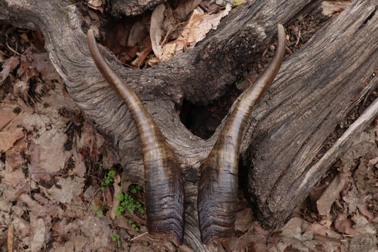 Goat Horns - Pair