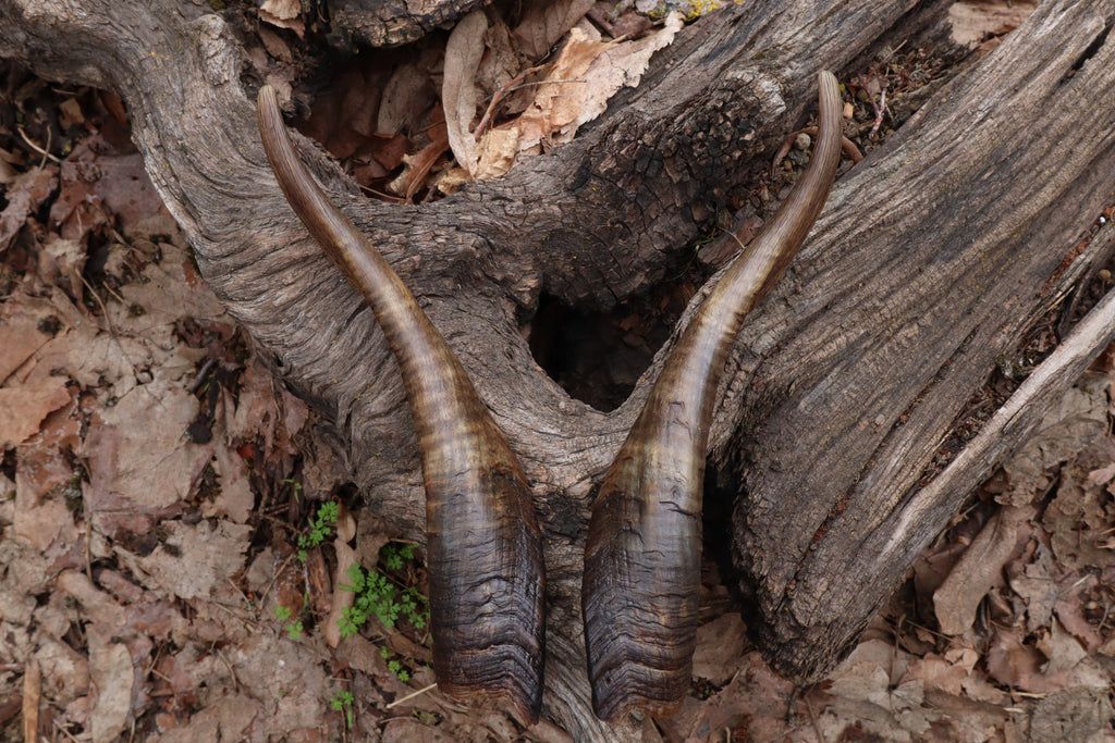 Goat Horns - Pair