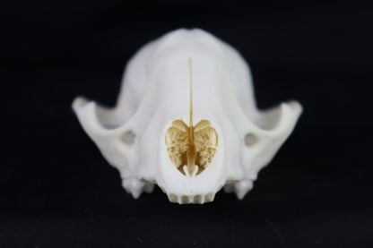 Craft Raccoon Skull