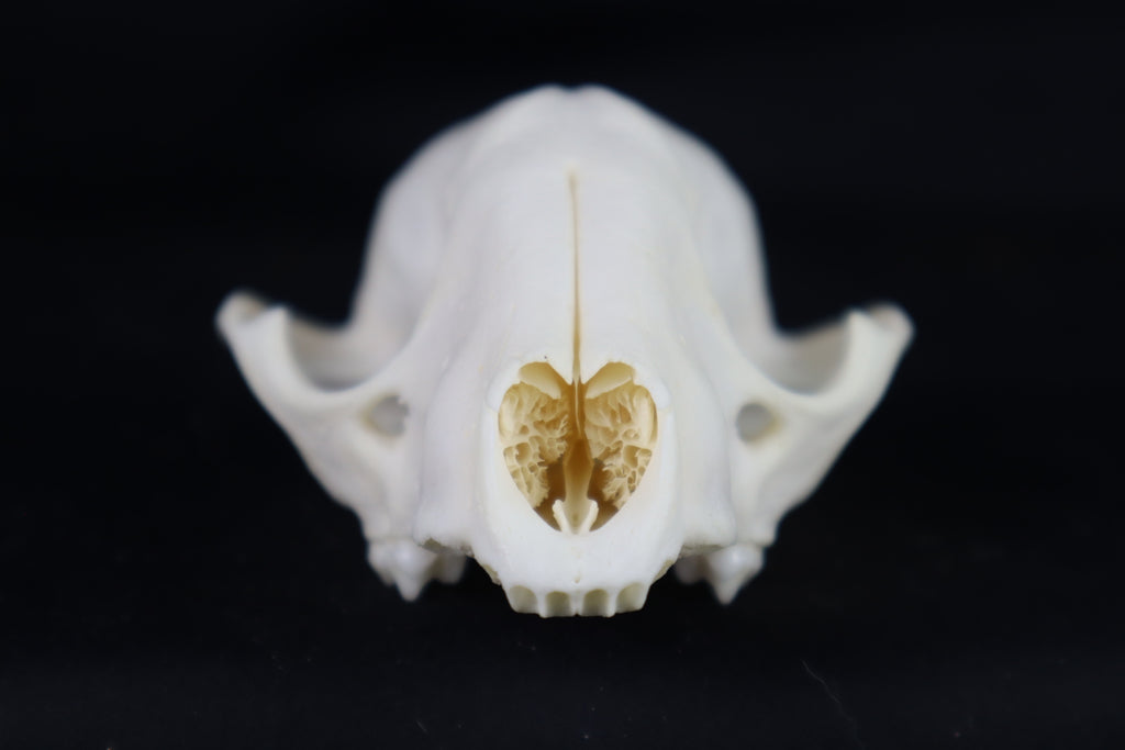 Craft Raccoon Skull