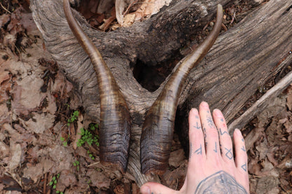Goat Horns - Pair