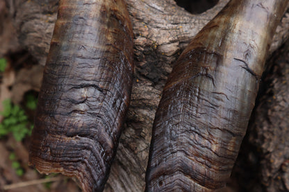 Goat Horns - Pair
