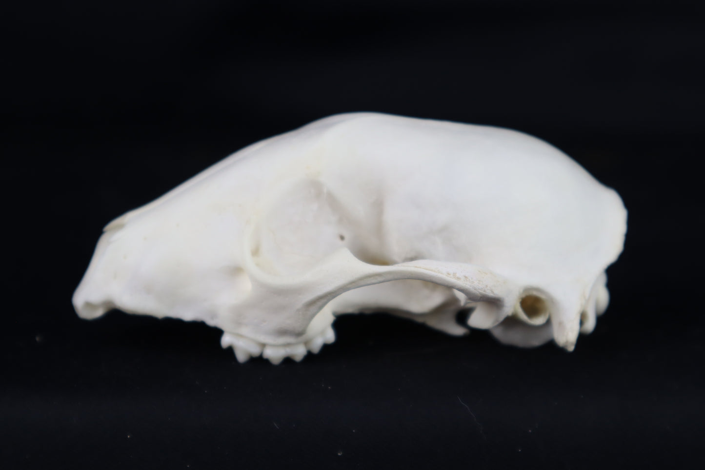 Craft Raccoon Skull