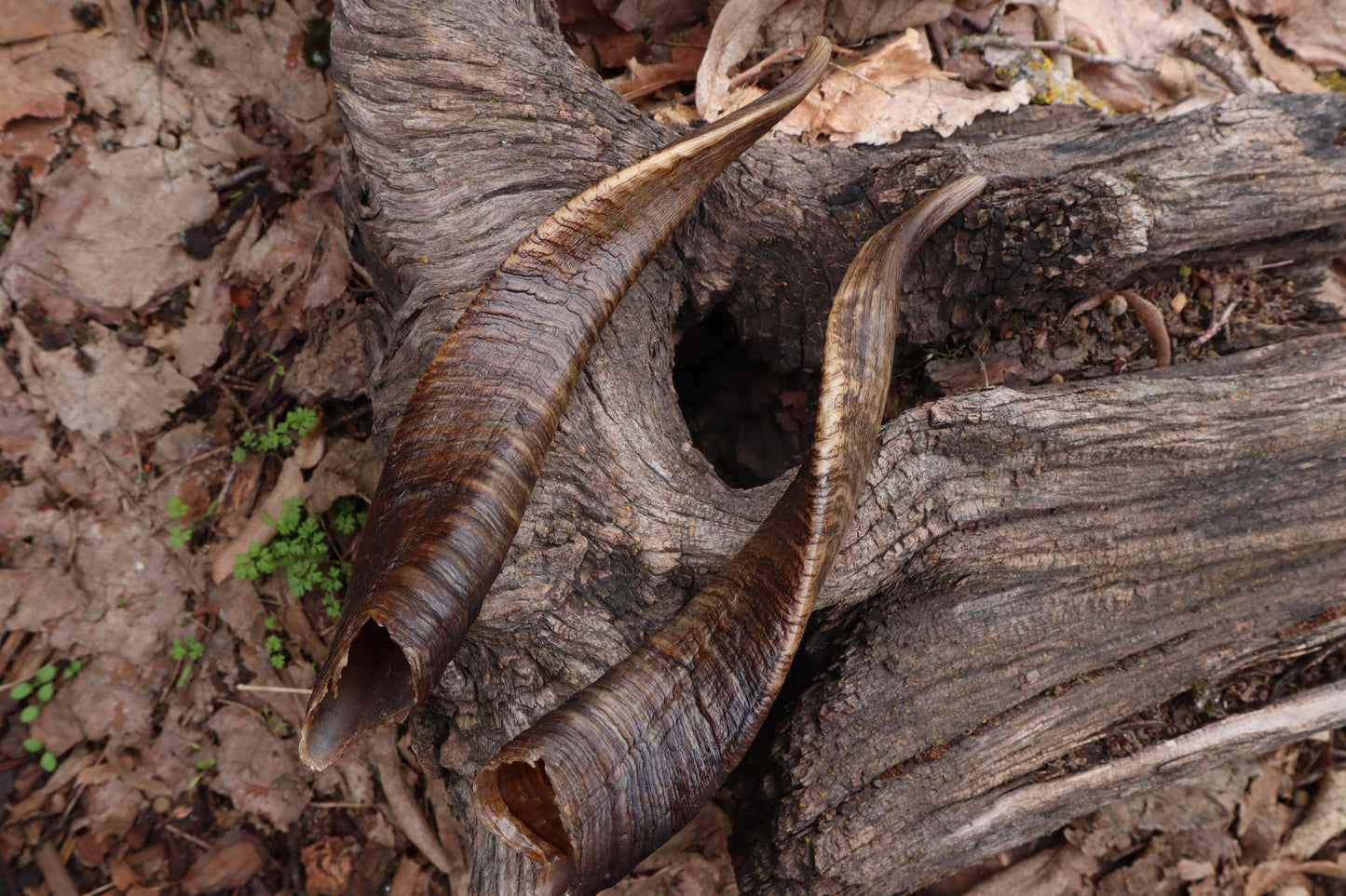 Goat Horns - Pair