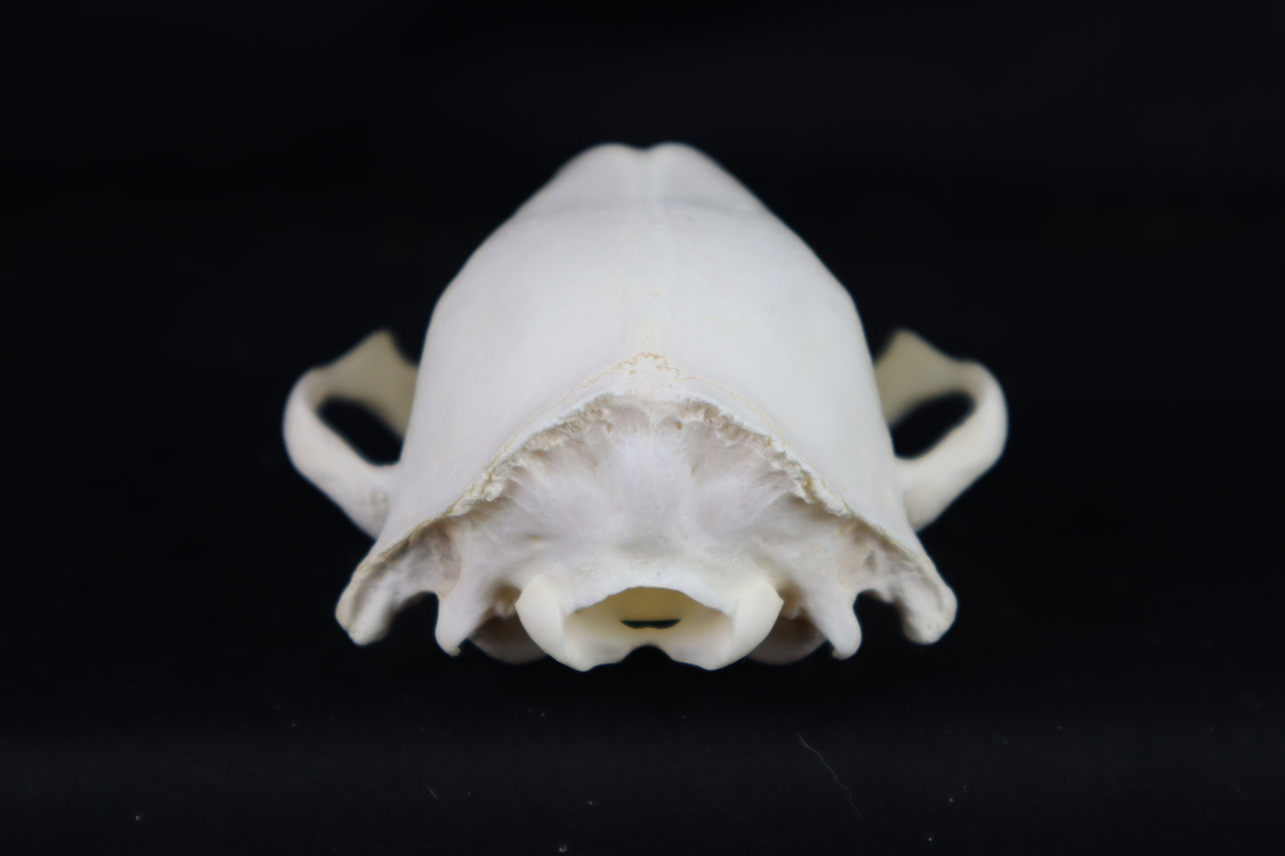 Craft Raccoon Skull