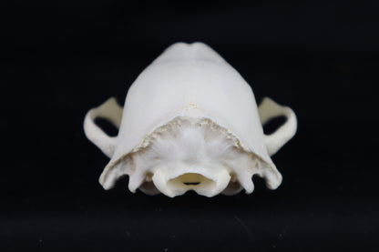 Craft Raccoon Skull