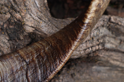 Goat Horns - Pair