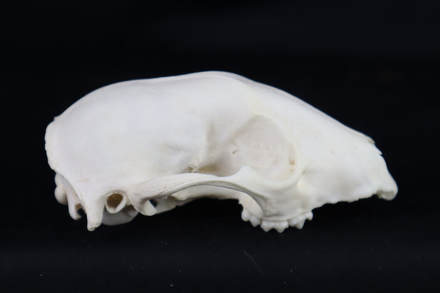 Craft Raccoon Skull