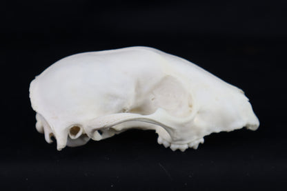 Craft Raccoon Skull