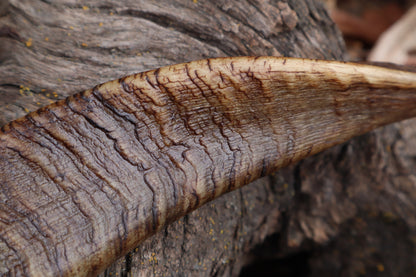 Goat Horns - Pair