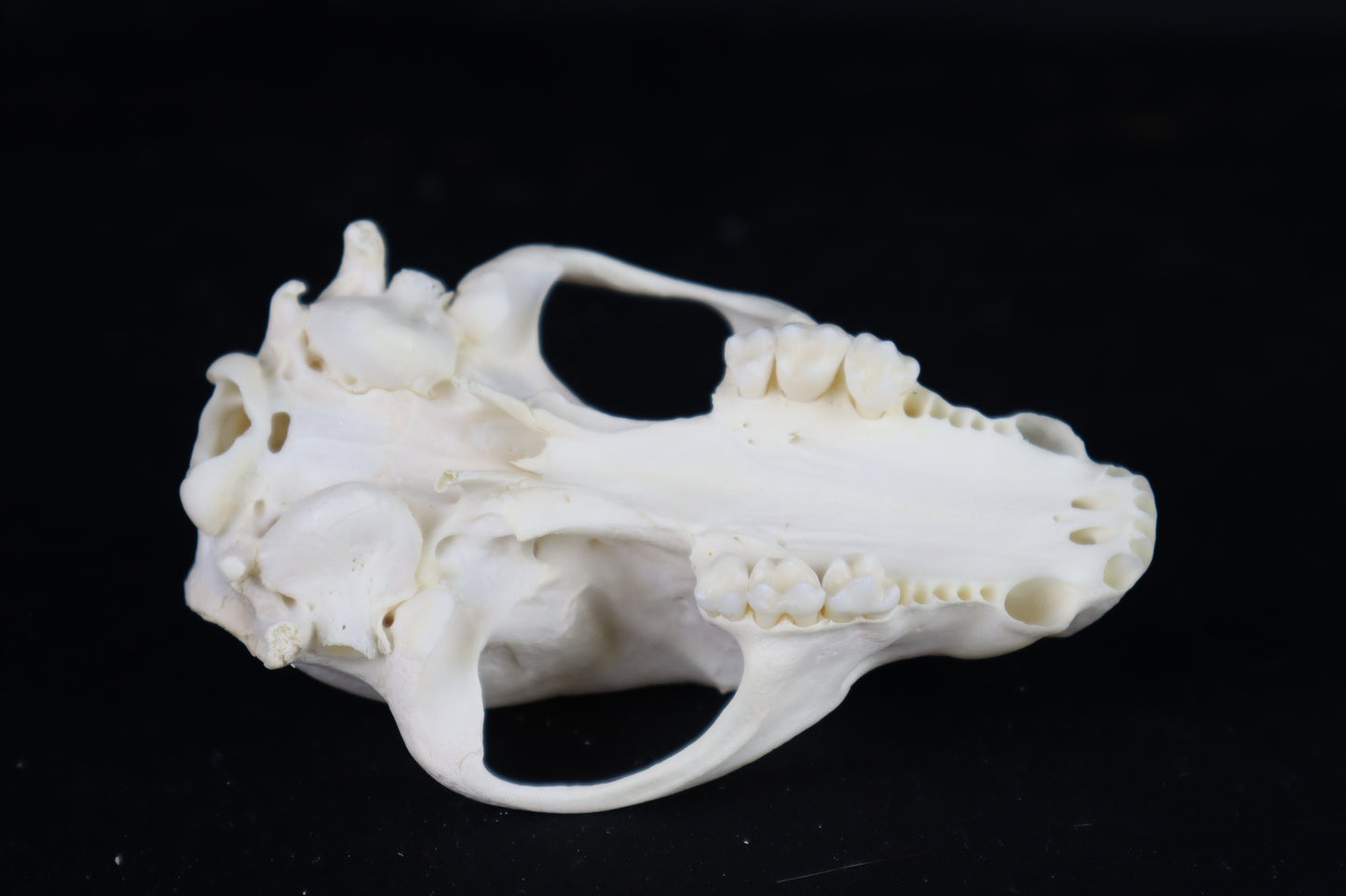 Craft Raccoon Skull