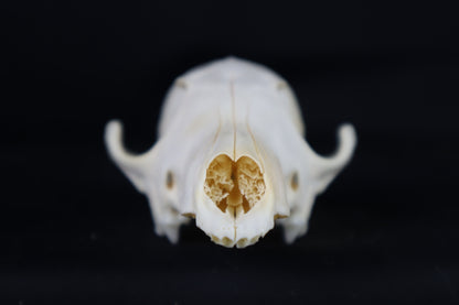 Craft Red Fox Skull