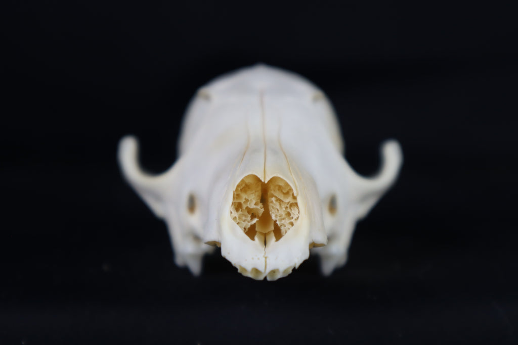 Craft Red Fox Skull