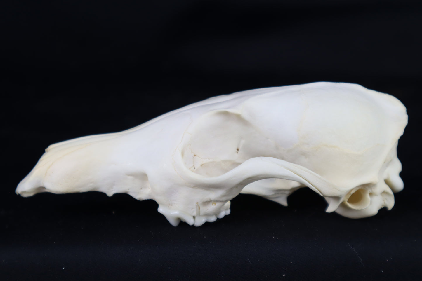 Craft Red Fox Skull