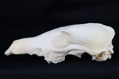 Craft Red Fox Skull