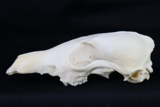 Craft Red Fox Skull