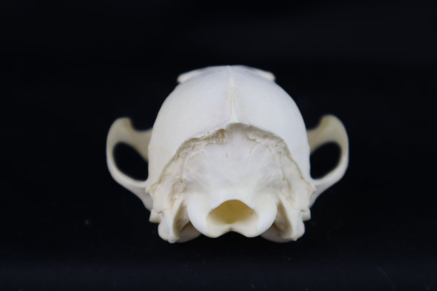 Craft Red Fox Skull