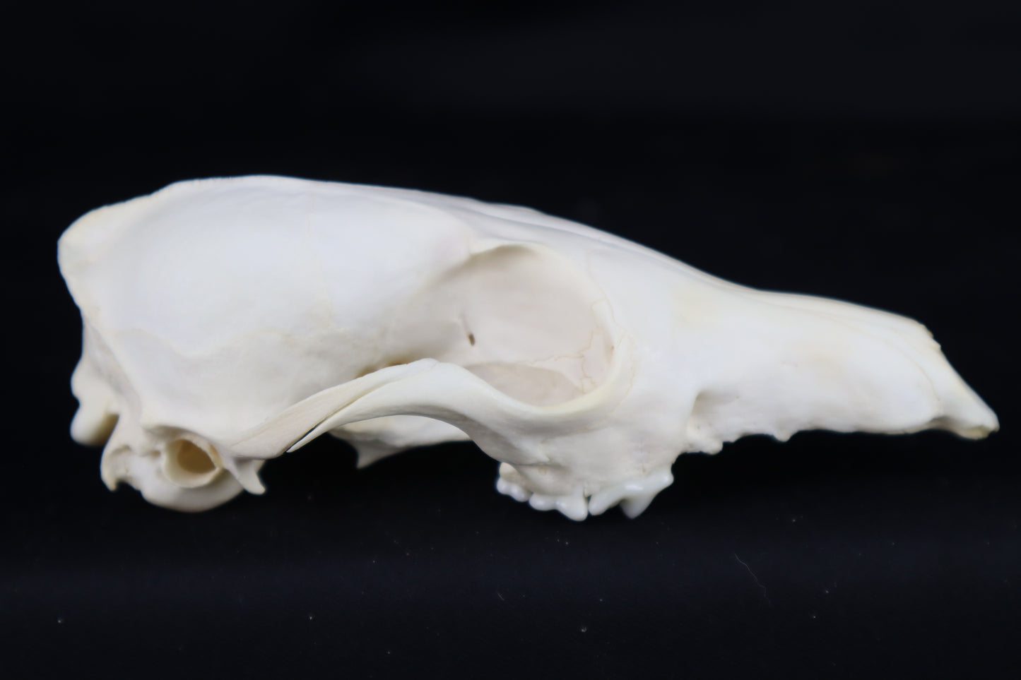 Craft Red Fox Skull