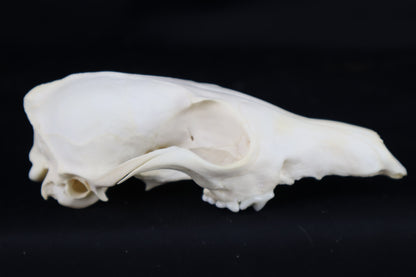 Craft Red Fox Skull