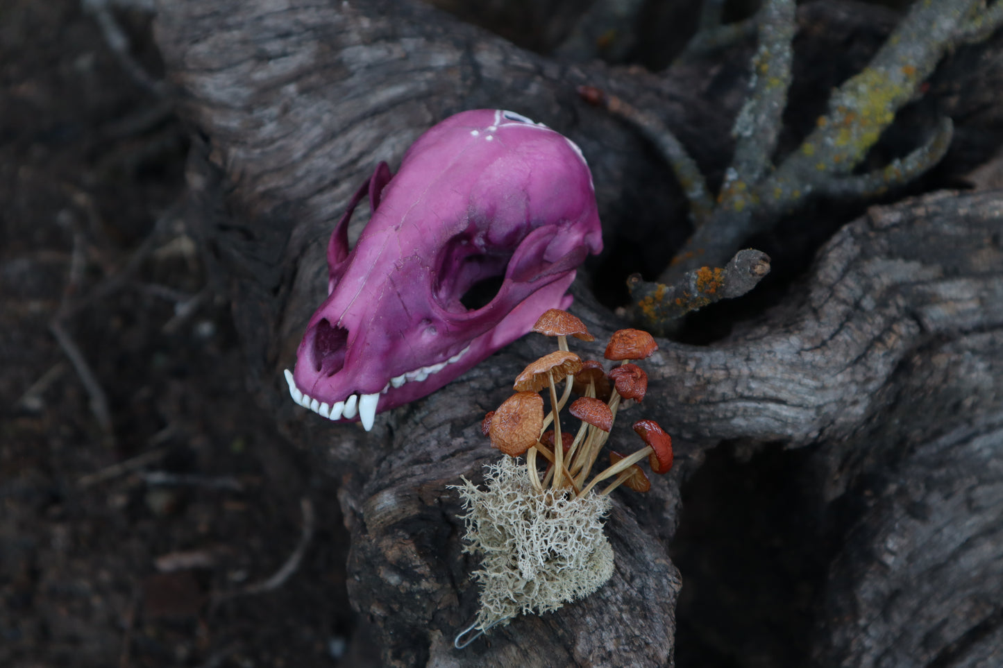 Naturally Stained Raccoon Skullpture
